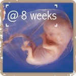 Embryo @ 8 weeks