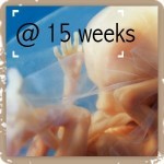 15 weeks