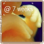 7 weeks