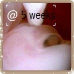 Eye socket @ 5 weeks