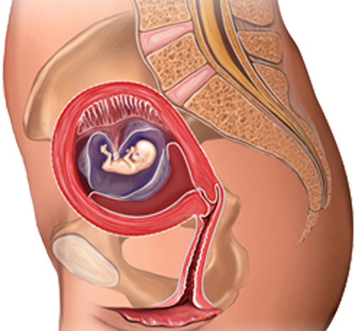 What Happens at 3 Months of Pregnancy?